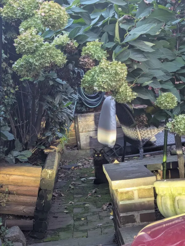 Black cat sitting on a mossy brick path in an overgrown backyard garden, beneath hydrangeas and beside a low brick wall